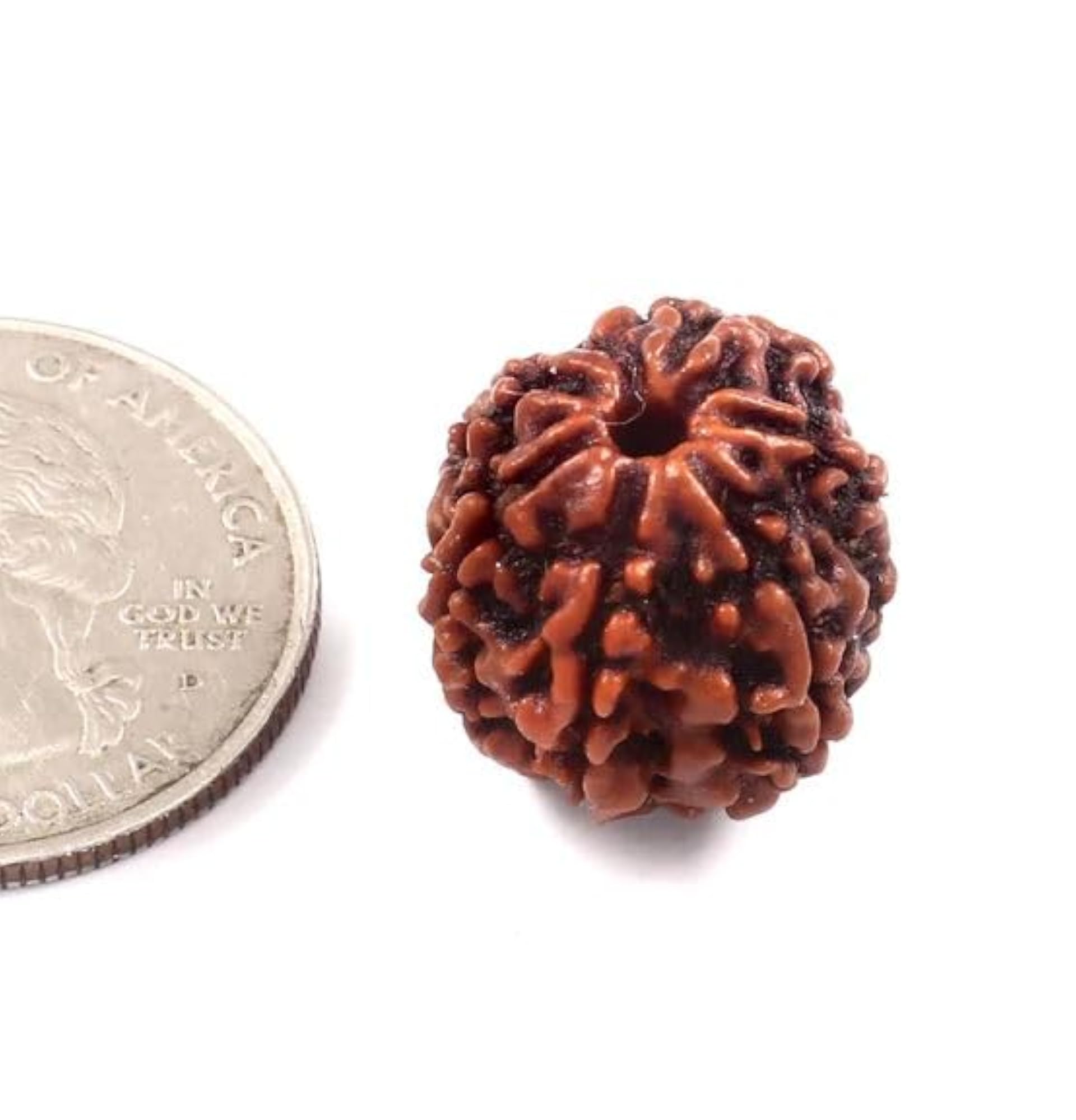 Six Face Rudraksha Original Certified Bead