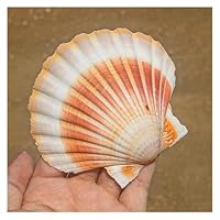 [Conque naturelle] Vous recevrez une coquille de conque naturelle de l'océan, d'environ 9 à 10 cm de long [Apparence unique] Chaque conque est unique, sélectionnée à la main et de haute qualité, avec des couleurs et des formes légèrement différentes....