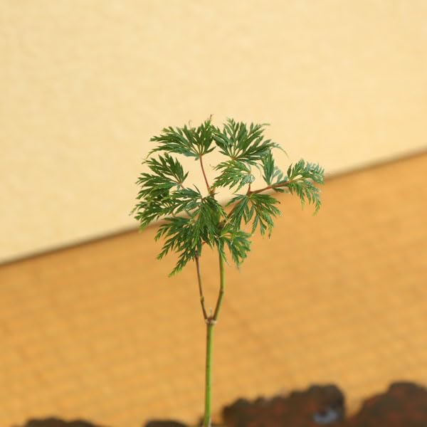 Amazon.co.jp: 遊恵盆栽 ミニ盆栽：小さな紅葉庭園（からし壺形陶器鉢