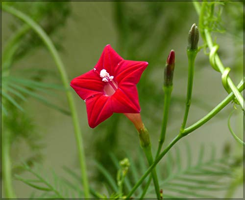 GardenHunt Cypress Vine (Red) Ipomoea quamoclit/Humming Bird Vine Flower Seeds (Pack of 20 Seeds) - GardenHunt (B08K49GWG9) Amazon Price History, Amazon Price Tracker