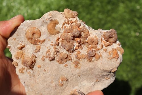 Image of Douvilleiceras & Gastropods Plate Cretaceous Fossils Fossils from Morocco Fossil Rock ammonites Fossil A124