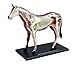 Produktbild Horse Anatomy Model 4D Vision Human Anatomy Model (japan import)