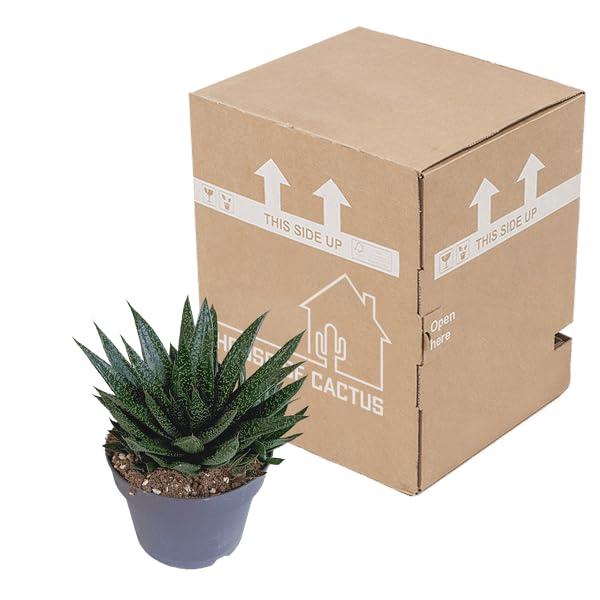 Gasteria d Due Sukkulente Zimmerpflanze ca. 17 cm