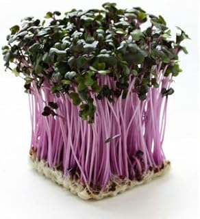 Amazon.co.jp: 【朝市場直行】レッドキャベツスプラウト　PC　約20g【冷蔵】 : 食品・飲料・お酒