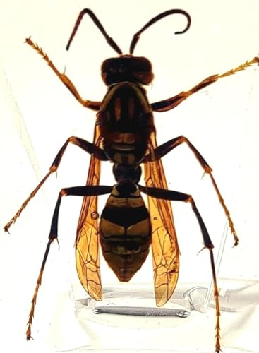 Image of 38mm Real Asian Hornet in Crystal Clear Lucite Resin Specimen Preserve Insect Bug Taxidermy Crafts Collection for Biology Science Education & Desk Ornament Display Supplies Small Paperweight