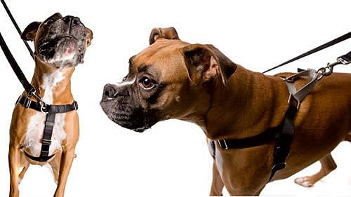 freedom dog harness amazon