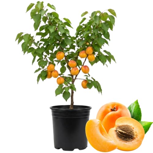 Apricot Tree Plant Live, Well-Rooted Fruit Tree, 2-3 Ft Tall