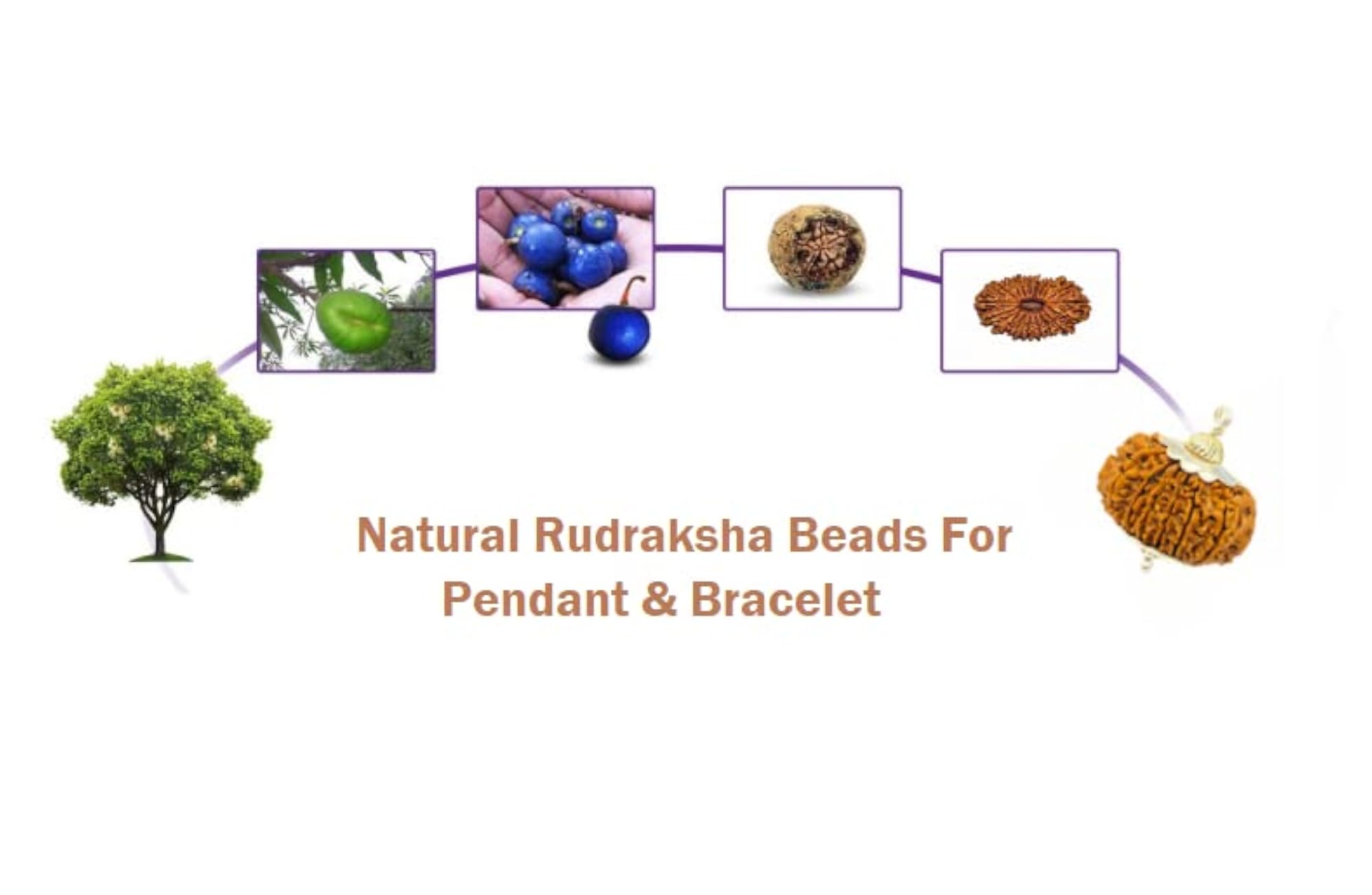18 Mukhi Rudraksha Original Certified, Spiritual