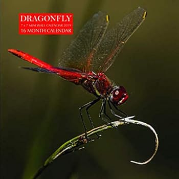 Paperback Dragonfly 7 x 7 Mini Wall Calendar 2019: 16 Month Calendar Book