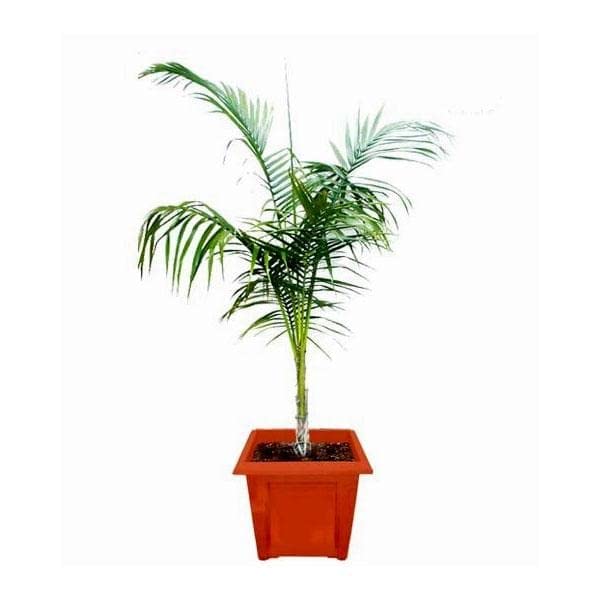 Royal Palm, Roystonea regia - Plant (B0BBLX2NJH) Amazon Price History, Amazon Price Tracker