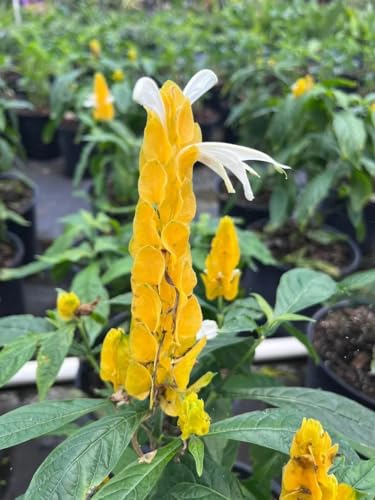 Golden Yellow Shrimp Plant – Pachystachys Lutea – Live Flowering Tropical Plant – Bright Yellow Blooms – Easy Care Houseplant – Pollinator Starter 6in-8in Tall