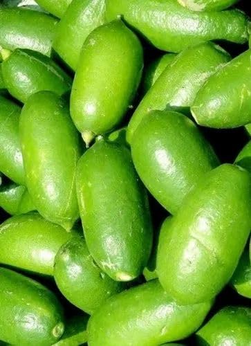 Image of GreenWorld Special Seedless Kolkata Pati Lemon /Nimboo (Pack Of 1 / Guti Kolom) Live Plant,Healthy & Air Layered Plant,''Fruit After 3 to 6 Month''
