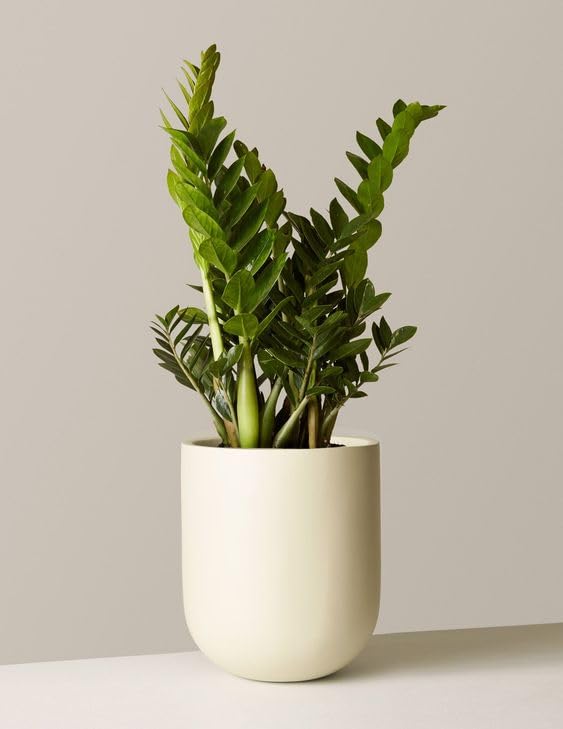 BeGrin Lucky ZZ Live Plant Zamioculcas for Living Room Home Air purifier Home Decor Indoor Bedroom Without Pot Aroid Palm Arum Fern Zanzibar Gem Zuzu Plant Eternity Plant Emerald Palm (B0D2DJP4WB) Amazon Price History, Amazon Price Tracker