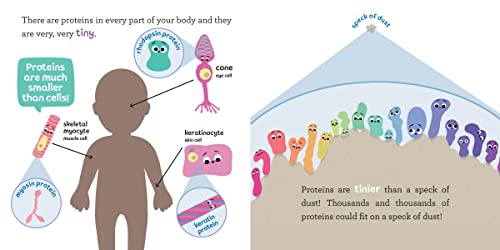 Baby Biochemist: Proteins