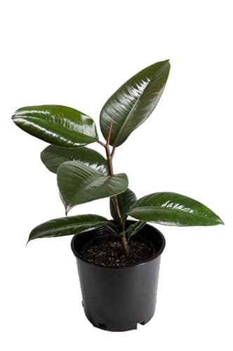 Ficus Elastica Natural Árbol de Interior Ideal para Decorar la Casa o la Oficina