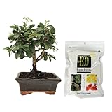 Ideal para Decoración Zen y Regalo: Perfecto para crear un ambiente zen en hogares y oficinas, también es un regalo ideal para los amantes de las plantas y la jardinería.
