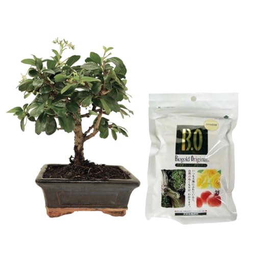 Verdecora Bonsái Carmona 5 años | En maceta de cerámica 15x10x5cm + Biogold 900gr | Carmona microphylla | Planta Natural de Interior | Follaje Compacto y Flores Pequeñas | Ideal para Decoración Zen