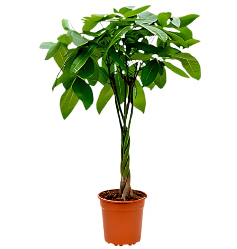 Glückskastanie, Pachira aquatica, 40-50cm, ø 12cm Topf, Zimmerpflanze für Wohnung und Büro, Qualität vom Pflanzen Profi, Schneller Pflanzenversand, Ideale Raumbegrünung