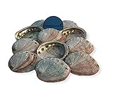NESSASTORES - Red Abalone Sea Shell One Side Polished Beach Craft 2" - 3" #JC-020 (300 pcs)
