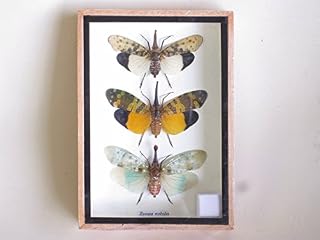 Taxidermy Of Insect Lantern Fly Set Of 3 (Zanna Nobilis) WINGS OPEN In Display Box UK SELLER....