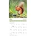 Carousel Calendars, Squirrels 2026 Wall Calendar, 12.01'' X 12.01'', 16-Month Calendar with Stapled Binding
