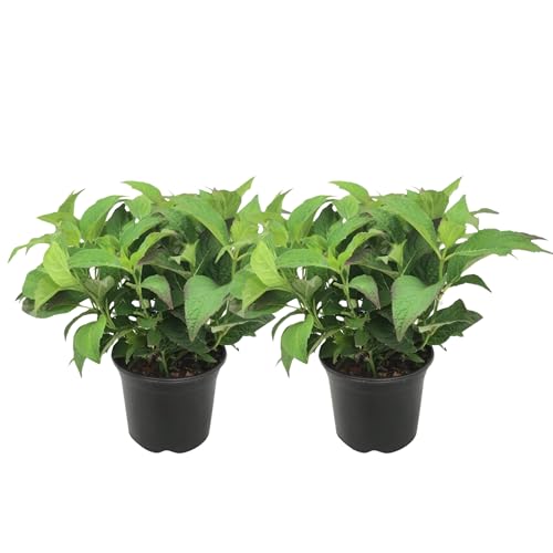 Plant in a Box - Hydrangea serrata 'Summerglow' - Set of 2 - Hortensia Shrubs or Potted Plant - Winter Hardy - Pot19cm - Height 25-40cm