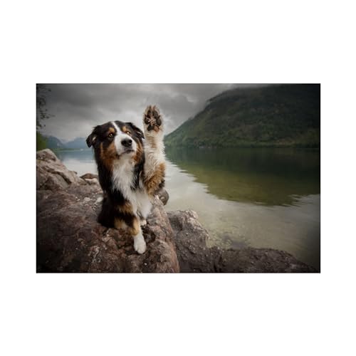 The PawCast with Dr. Christy cover art