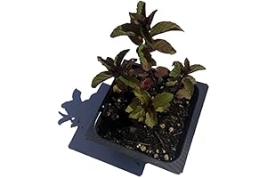 Indulge in the Sweet Aroma of Organic Chocolate Mint Plants