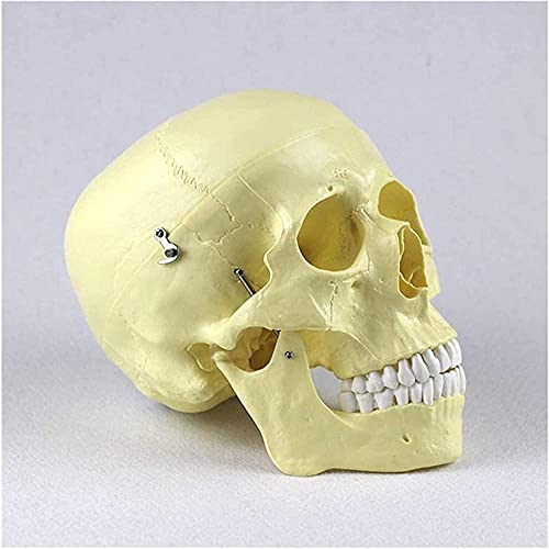 ROSG Modelo de Calavera El Modelo anatómico de Calavera para Adultos Incluye una Tapa de Calavera extraíble y un Juego Completo de Dientes