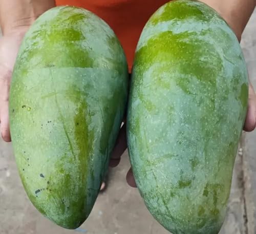 Image of Pyanabi''Grafted Noorjahan Mango Plant - Live Tree 2 Feet Tall - Fruits in Just 2-3 Years - Ideal for Home Gardens & Urban Planting - large fruits of approximately 3 to 4 kg live fruit plant