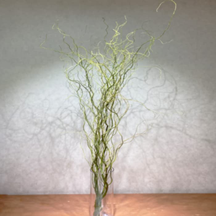 Amazon｜雲龍柳 ウンリュウヤナギ 5本セット うんりゅうやなぎ