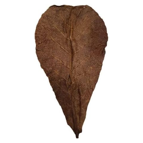 Forest Aquatics Medium Shrimp Indian Almond Catappa Leaves, 7-9 Inches, Shelter and Natural Aquarium Fish Food, Provides Healing Tannins and Lowers Ph in Tank, Perfect for Breeding and Hiding (2) Cover