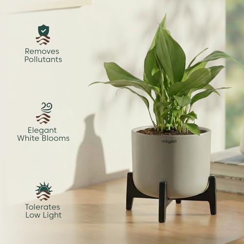 Image of Kyari Peace Lily Live Plant with Dark Grey Self Watering Pot 4 Inch - Peace Lily Indoor Live Plant with Pot for Home, Living Room, Bedroom, Office - Flowering Air Purifying Indoor Plant