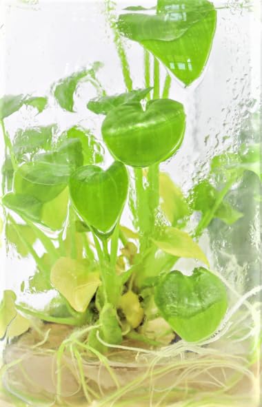 Amazon.com : In Vitro Garden Supply Plant Tissue Culture cloning kit for  aroids Such as monsteras, alocasias, or philodendrons : Patio, Lawn & Garden