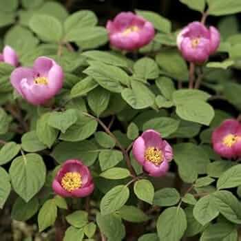 ヤマシャクヤク(火の国) Yahoo!オークション - 山野草 ヤマシャクヤク 『銘品・火の国 5