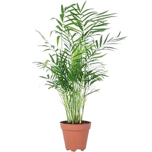 Flowerbox Bergpalme Zimmerpflanze 35cm - 100H0159