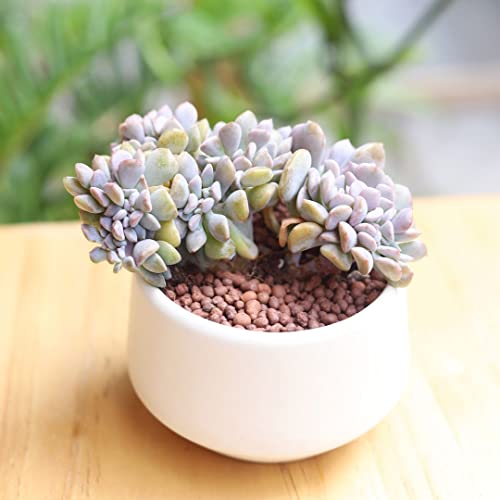 Echeveria Cubic Frost Purple Succulent (2 Inch) #TOP2