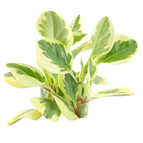 Variegated Baby Rubber Plant - Peperomia Obtusifolia Variegata (2...