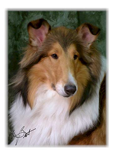 rough sable collie