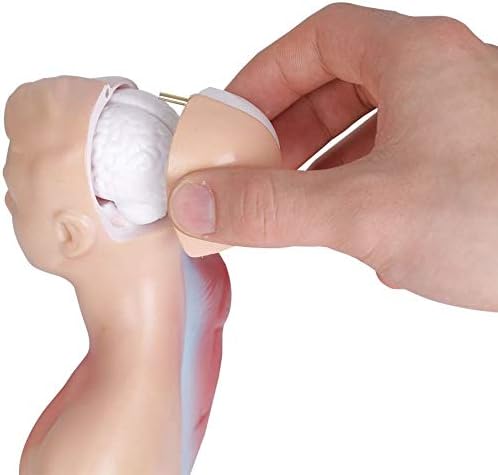 Human Torso Anatomy Model – Removable Organs, Heart, Brain, Lungs – Medical Educational Tool for Students, Teachers, Healthcare Professionals - Image 3