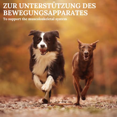 Stiefel Muschelpulver für Hunde, 100% naturbelassen, reines Naturprodukt aus neuseeländischer Grünlippmuschel, unterstützt den gesamten Bewegungsapparat, das Bindegewebe & die Gelenkfunktion, 200g