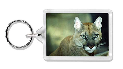 Preisvergleich Produktbild Advanta - Keyrings Atemberaubende Big Cat Puma Foto Schlüsselbund TierstrumpffüllerGeschenk