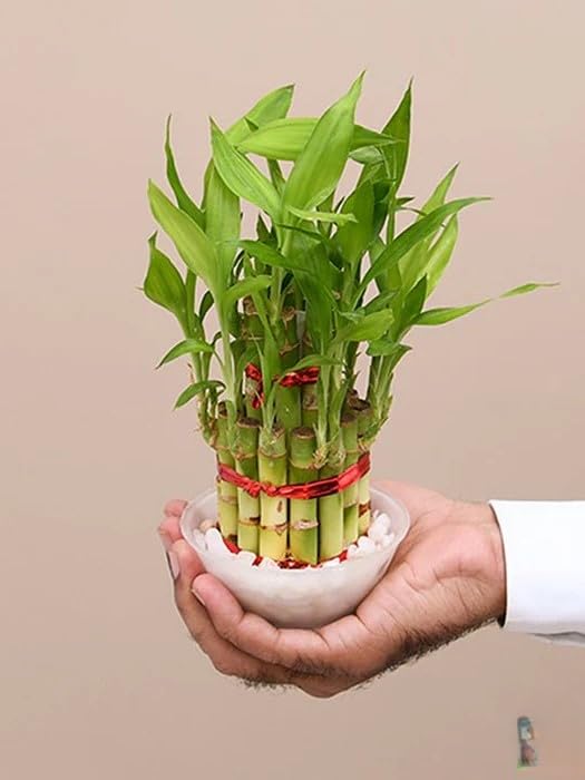 Lucky Bamboo Live Plant | 7 Sticks with Multi Color Stones | Best Feng Shui Plant for Home, Office, Bedroom Decoration | Indoor