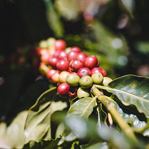 Miniatura 5 de Fara Coffee, Molido (tostado francés (oscuro), 12 oz)