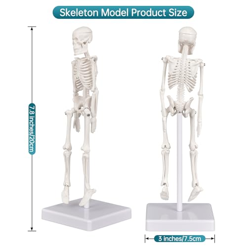 Image of Mini Skeleton Model, 7.8 inch Small Anatomy Skeleton Figure, Movable Arms and Legs, Human Body Model with Base, Human Bones for Teaching Tool, Decoration
