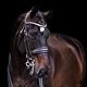 Imperial Riding Kandarenzaum IRHFria, Brown, XF/S