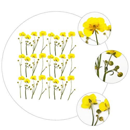 SEWACC 24 Pçs Botão De Com Ramos Acessórios Para Unhas Acessórios Para Joias Flores Secas Para Resin