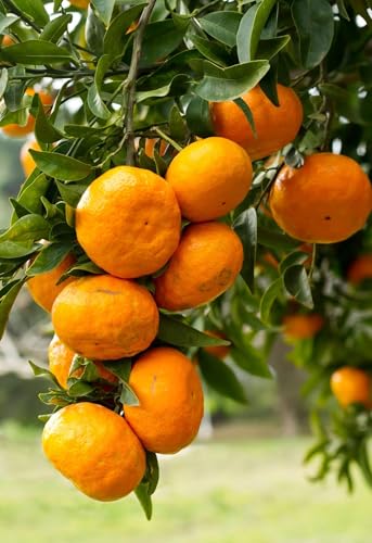 Image of All-Time 12 Months Hybrid GRAFTED Darjeeling Orange Plant Live Fruit Plant Original & Authentic Organic Tree for Outdoor Fast-Growing Fruit Plant Home Gardens Pack Of-1