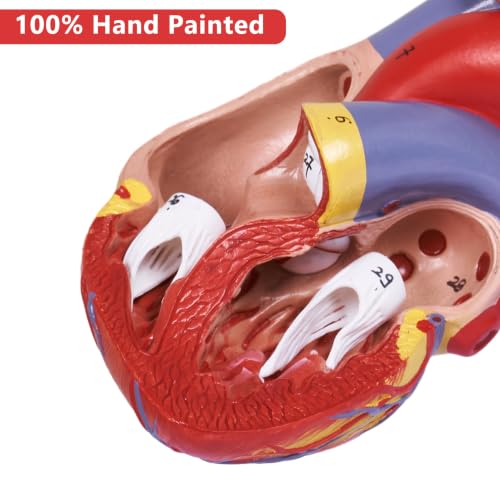 Image of breesky Scientific Human Heart Model 2-Part Life Size Human Heart Replica Color Printed Held Together with Magnets & Mounted Display Base