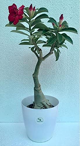 Delorea Stylish Double Layer Red Flowering Adenium (Desert Rose) Live Bonsai Plant in White Plastic Pot (B09G6VD748) Amazon Price History, Amazon Price Tracker